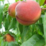 AppleLand-Ernies-peaches.jpg